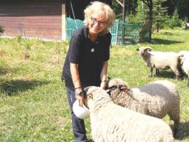 Albtour 2022: Shrobshire Schafe beim Besuch der Albtanne