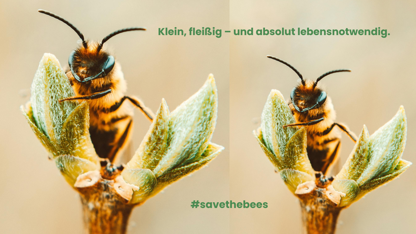 Nahaufnahme zweiter Bienen auf frischen Knospen. Die Bienen sitzen direkt auf den Knopsen mit klar sichtbaren Fühlern und Augen. Der Hintergrund ist weich und unscharf – die Szene wirkt ruhig und natürlich.