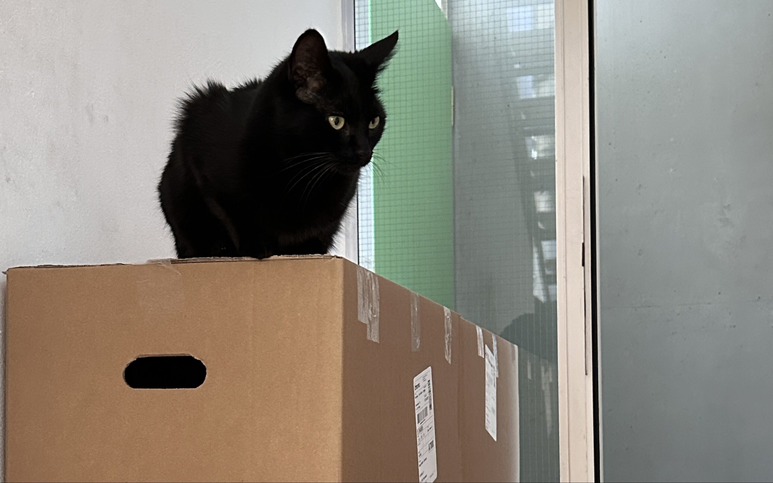 Beate Müller-Gemmekes schwarze Katze Hugo sitzt aufmerksam auf einer Umzugskiste und überwacht das Geschehen.