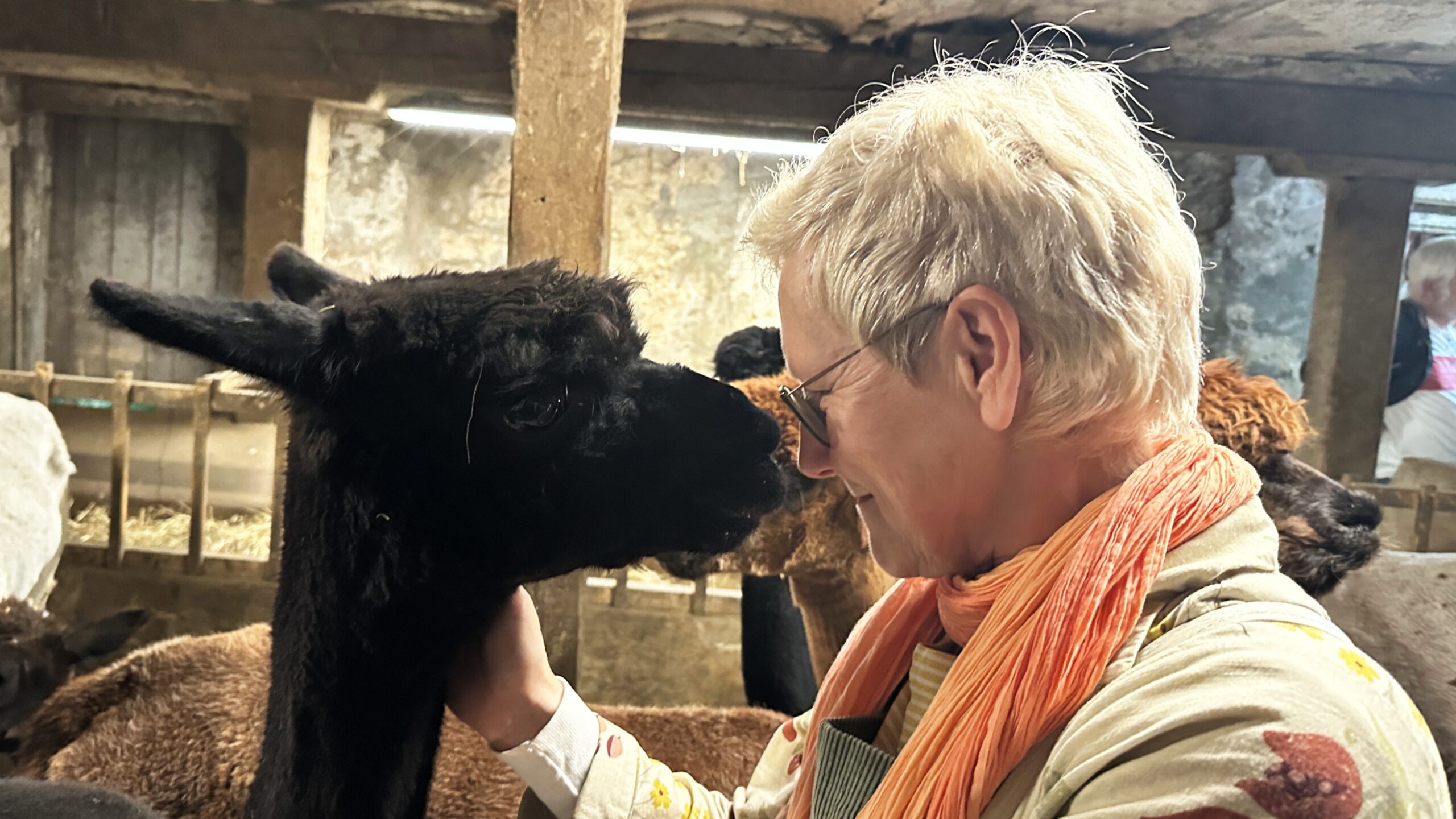 Simone steht in einem Stall nah an einem schwarzen Alpaka. Stirn an Stirn, beide blicken sich liebevoll an. Der Moment wirkt ruhig, vertraut und innig – eine besondere Begegnung.