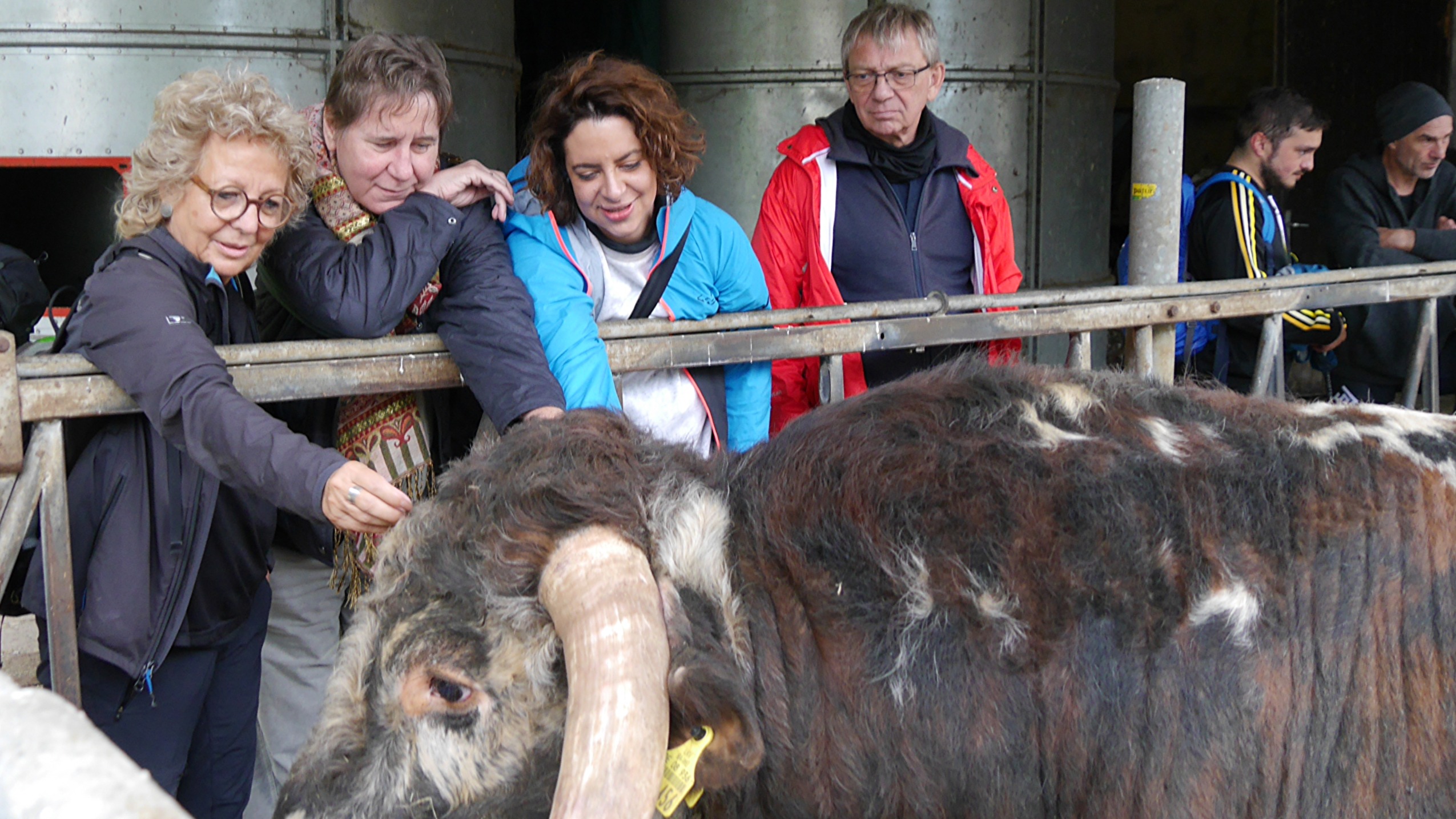 Beate Müller-Gemmeke und weitere Teilnehmer:innen der Albtour stehen in einem Stall und streicheln vorsichtig einen Bullen. Die Stimmung ist ruhig und zugewandt.