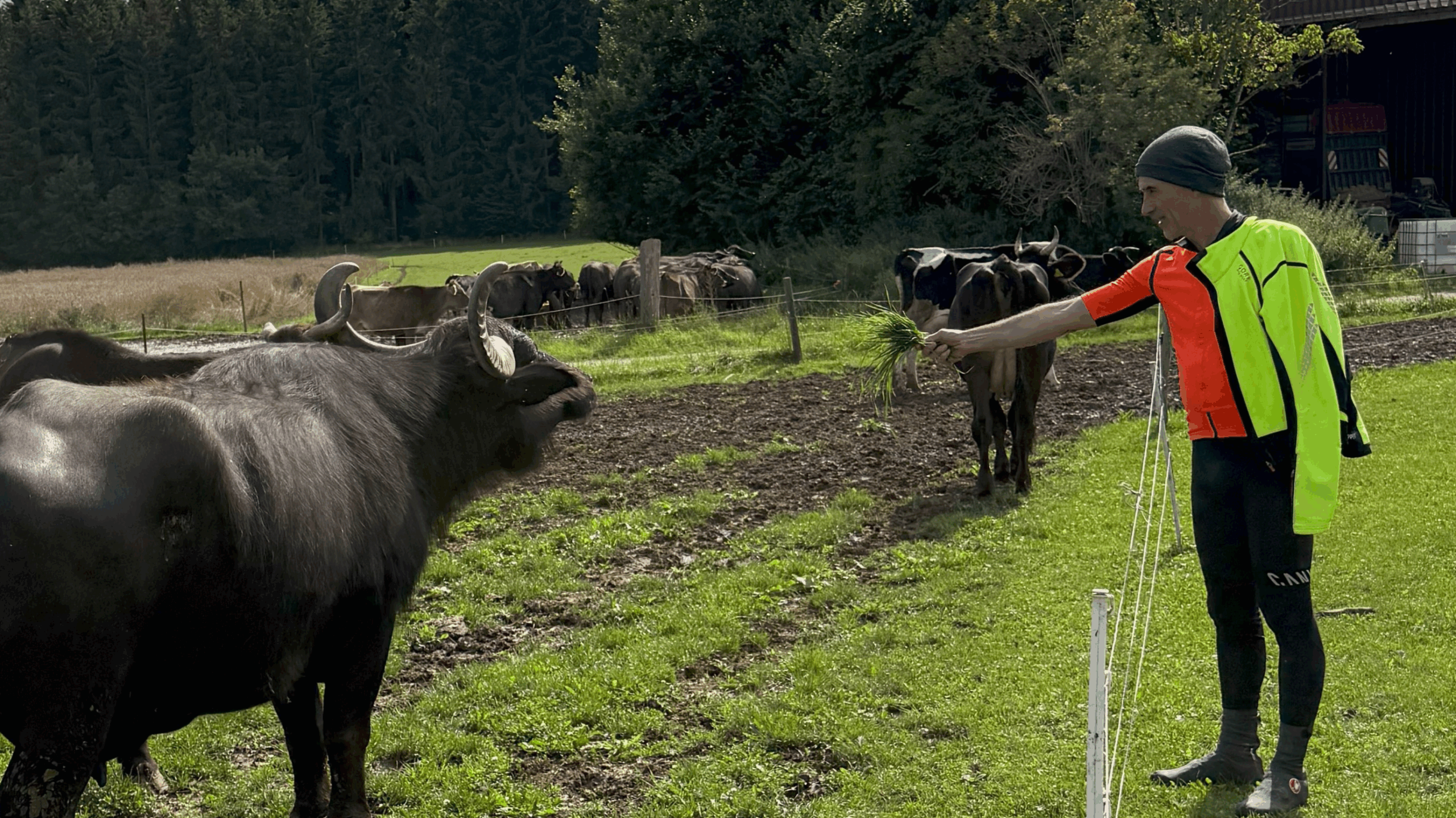 Christian steht in Radkleidung mit Mütze auf einer Weide und streckt einem schwarzen Albbüffel einen Büschel Gras entgegen. Im Hintergrund eine Herde und ein Stall.