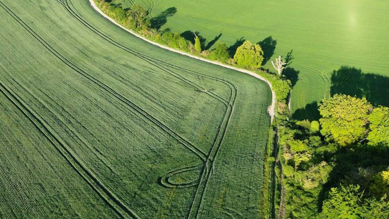 Luftaufnahme eines grünen Getreidefelds mit geschwungenen Fahrspuren. Am Rand verläuft ein schmaler Feldweg, gesäumt von Bäumen und Sträuchern. Die Szene wirkt ruhig und zeigt eine gepflegte, fruchtbare Agrarlandschaft im Sonnenschein.