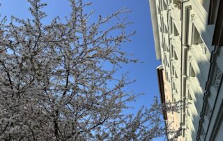 „Fotografie eines blühenden Kirschbaums vor einem mehrstöckigen, hellen Gebäude mit klassischer Fassade. Die Äste des Baums mit weißen Blüten ragen in den klaren, blauen Himmel. Die Perspektive ist von unten nach oben gerichtet.“