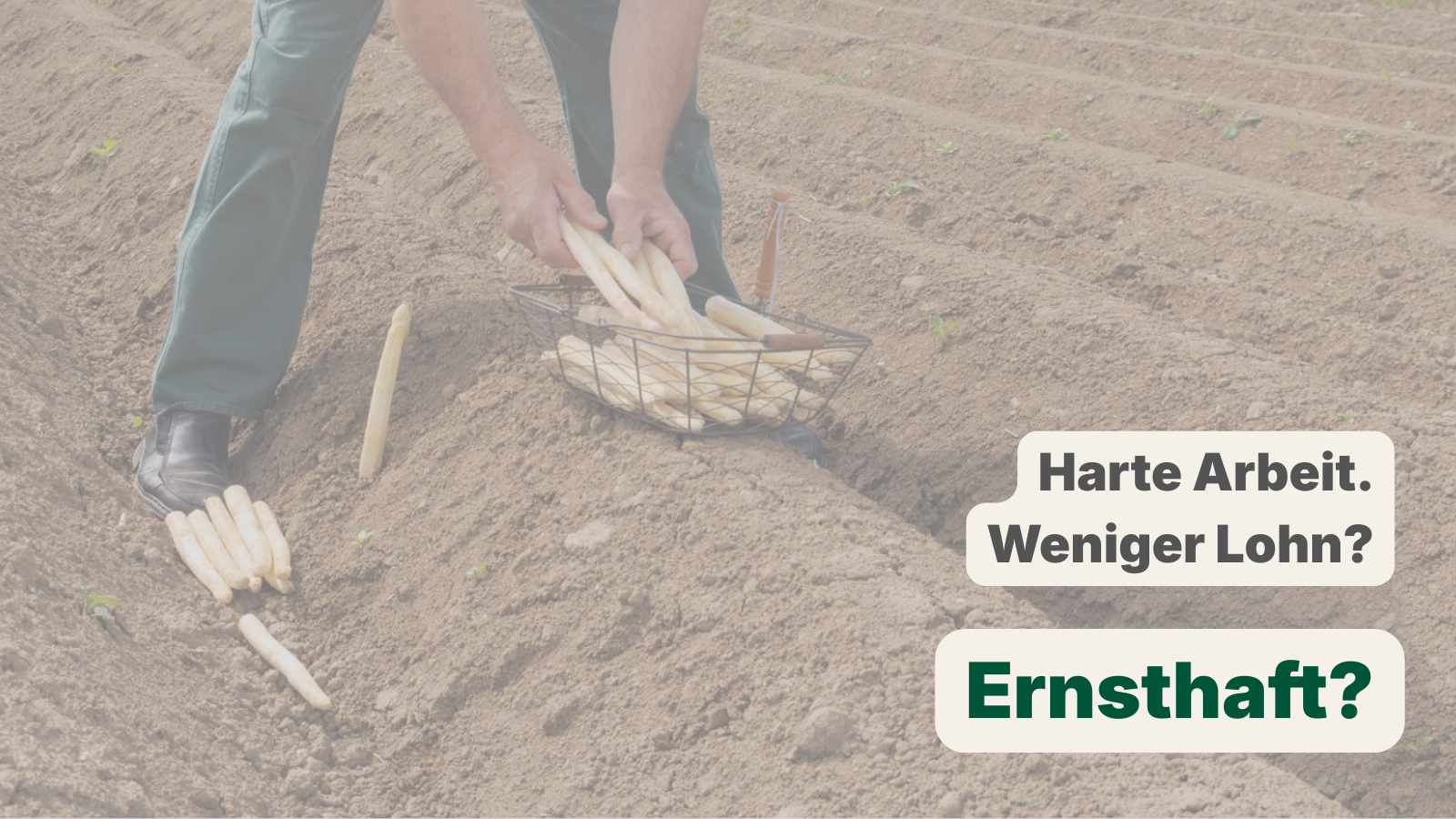 Eine Person erntet Spargel auf einem Feld. Zu sehen sind Hände, die Spargel aus der Erde holen und in einen Korb legen. Der Boden ist sandig, die Arbeit wirkt körperlich anstrengend. Eingeblendeter Text: Harte Arbeit. Weniger Lohn? Ernsthaft?